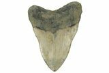 Huge, 5.56" Fossil Megalodon Tooth - North Carolina - #200797-1